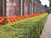 hedge, Drottingholm