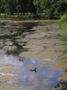 lake, Drottingholm