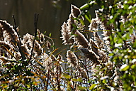 John Heinz Wildlife Refuge