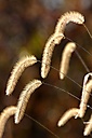 John Heinz Wildlife Refuge