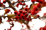 berries