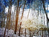Chestnut Hill