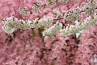 Horticulture Center