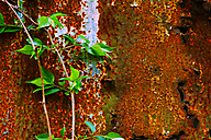Abandoned Distillery, Linfield