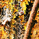 Abandoned Factory, Nicolet Asbestos