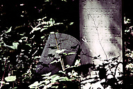 Abandoned Jewish Cemetery, Gladwyne