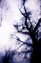 Laurel Hill