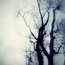 Laurel Hill