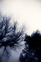 Laurel Hill