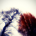 Laurel Hill