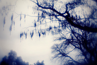 Laurel Hill