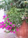 flowers, Fussen