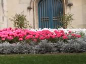 Windsor
